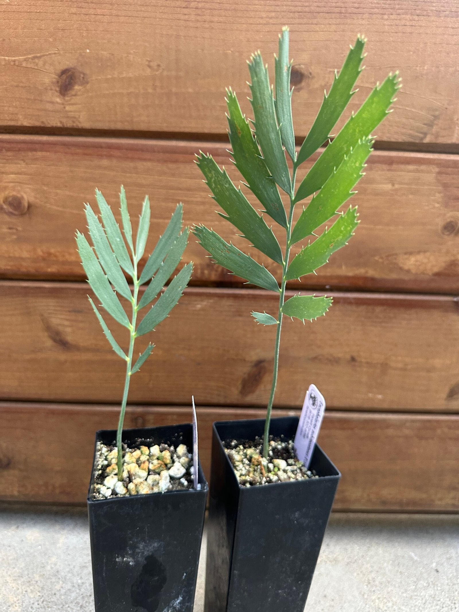 Encephalartos nubimontanus X cupidus - Blue Transvaal Hybrid - Seedling - Image 2