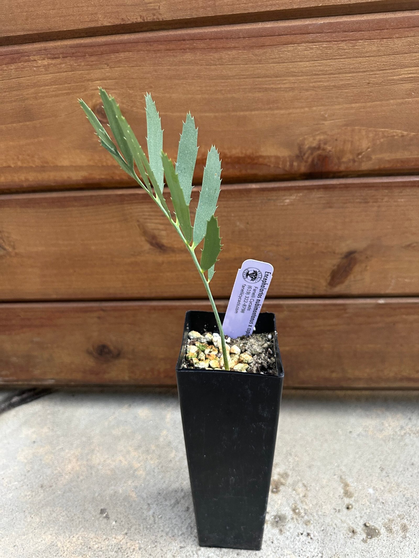 Encephalartos nubimontanus X cupidus - Blue Transvaal Hybrid - Seedling - Image 3