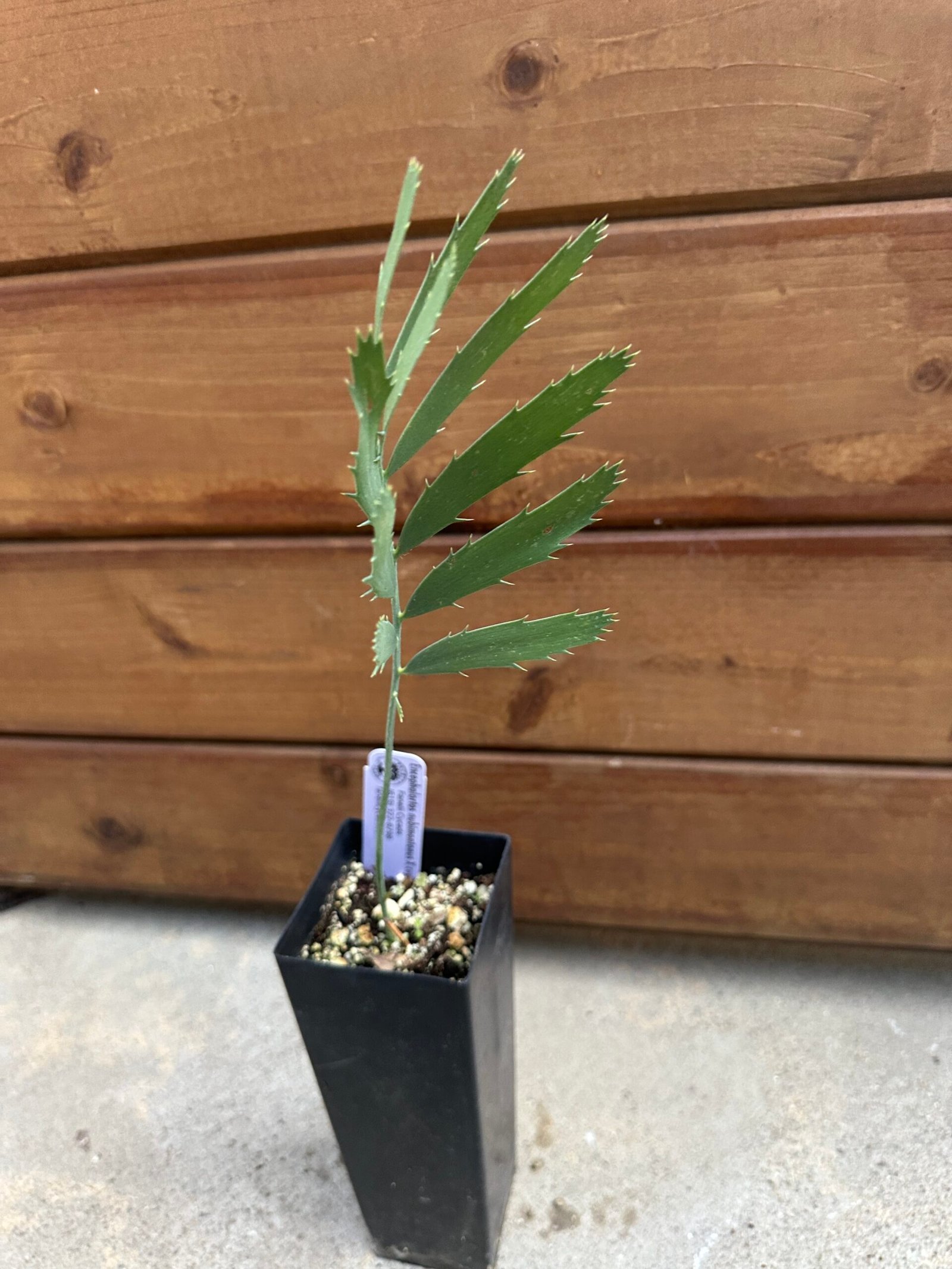 Encephalartos nubimontanus X cupidus - Blue Transvaal Hybrid - Seedling - Image 4
