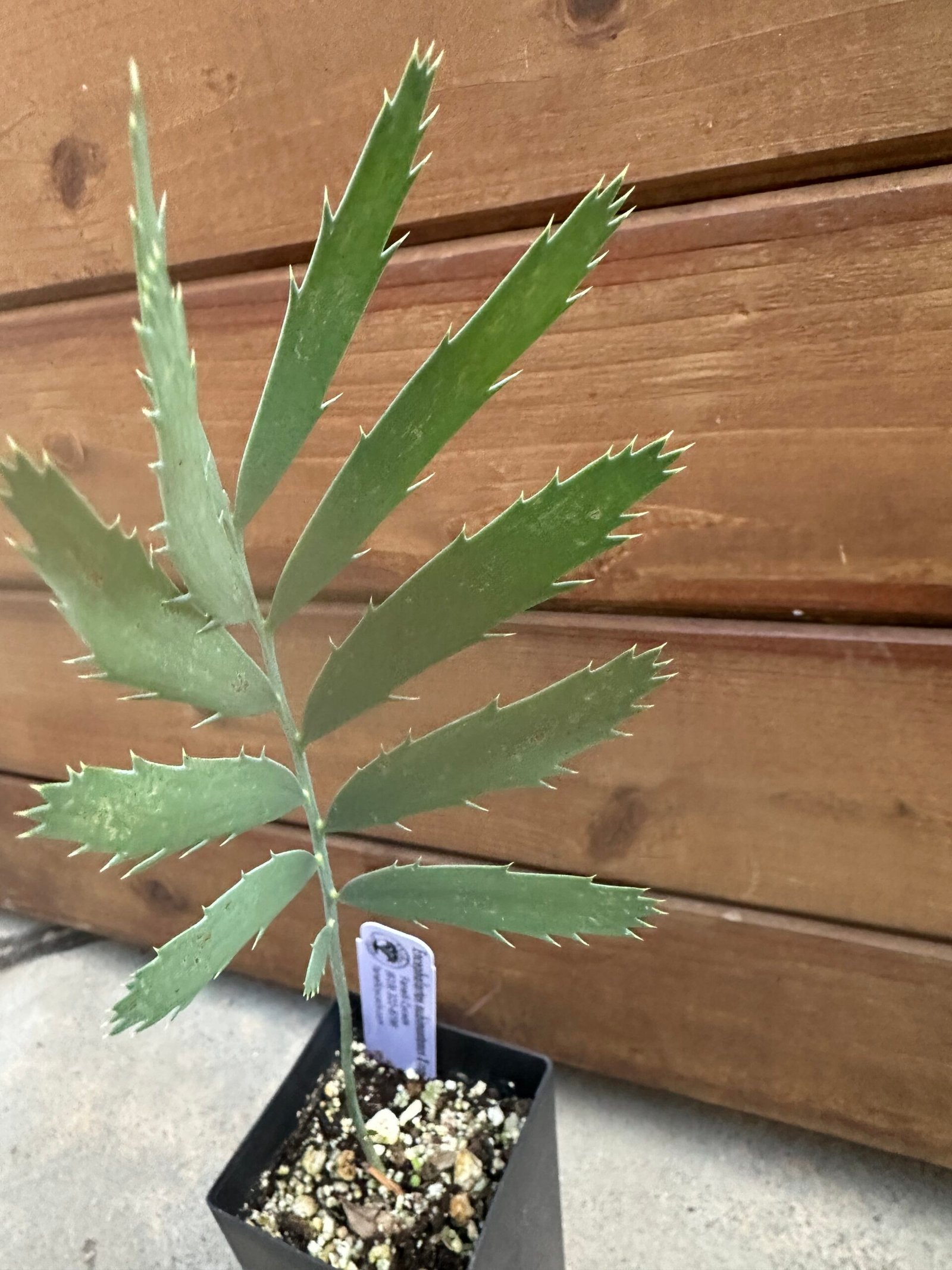 Encephalartos nubimontanus X cupidus - Blue Transvaal Hybrid - Seedling - Image 6