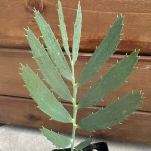 Encephalartos nubimontanus X cupidus - Blue Transvaal Hybrid - Seedling - QTY (5) Plants