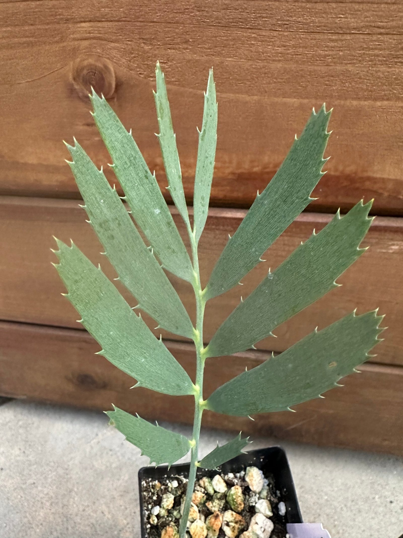 Encephalartos nubimontanus X cupidus - Blue Transvaal Hybrid - Seedling - Image 5