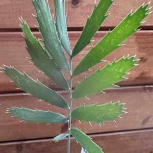 Encephalartos nubimontanus X cupidus - Blue Transvaal Hybrid - Seedling