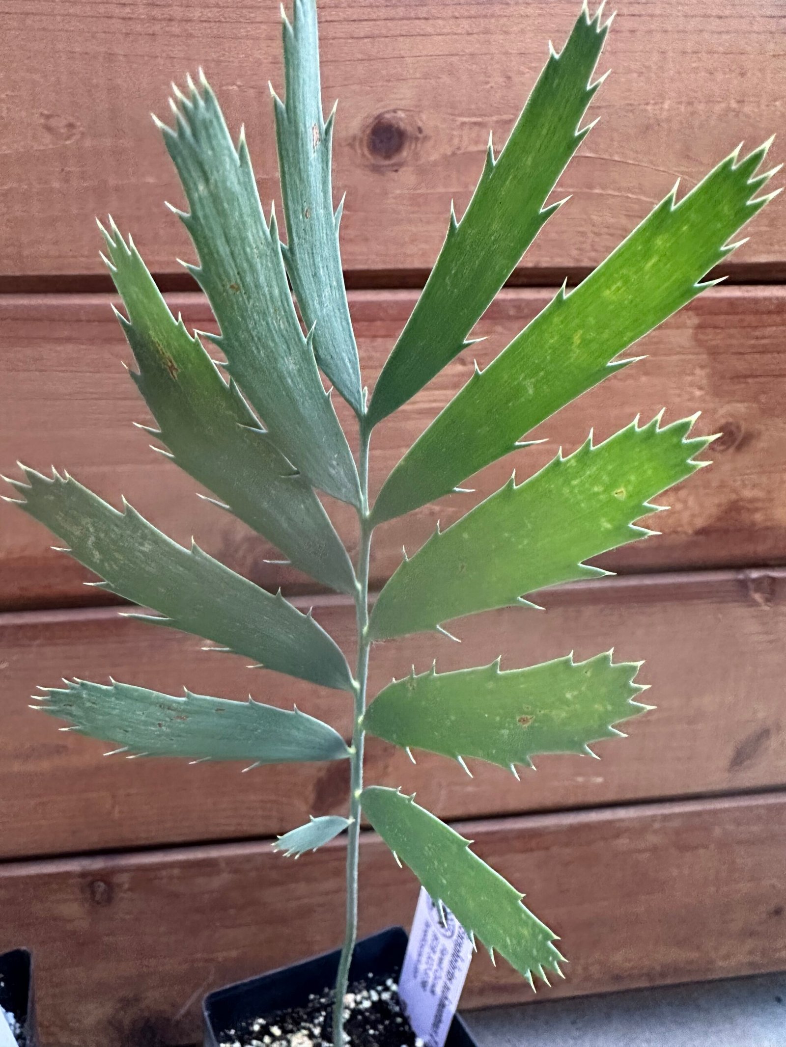 Encephalartos nubimontanus X cupidus - Blue Transvaal Hybrid - Seedling