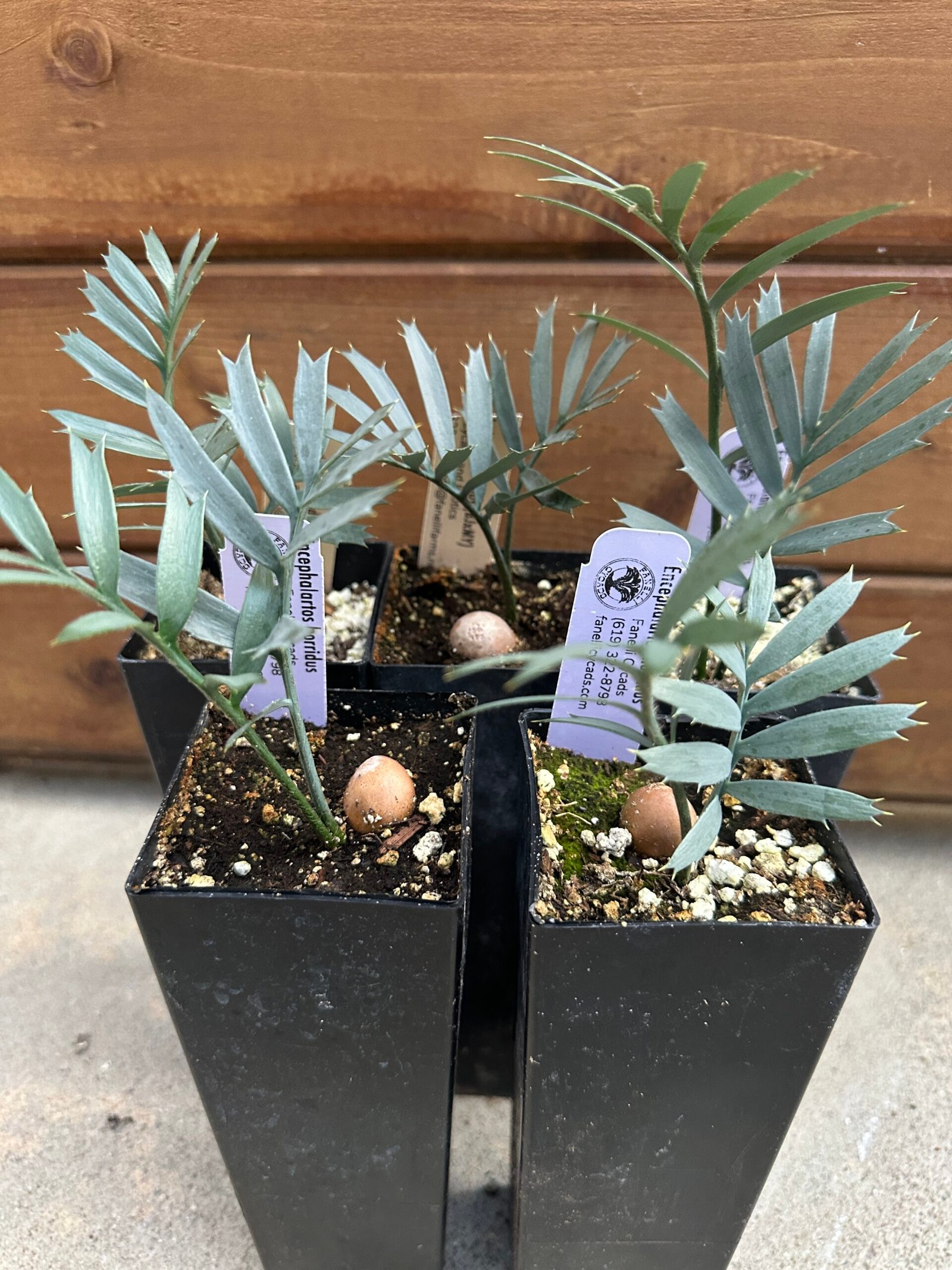 Encephalartos horridus - Eastern Cape Blue Cycad - seedling 1 year old - Image 2