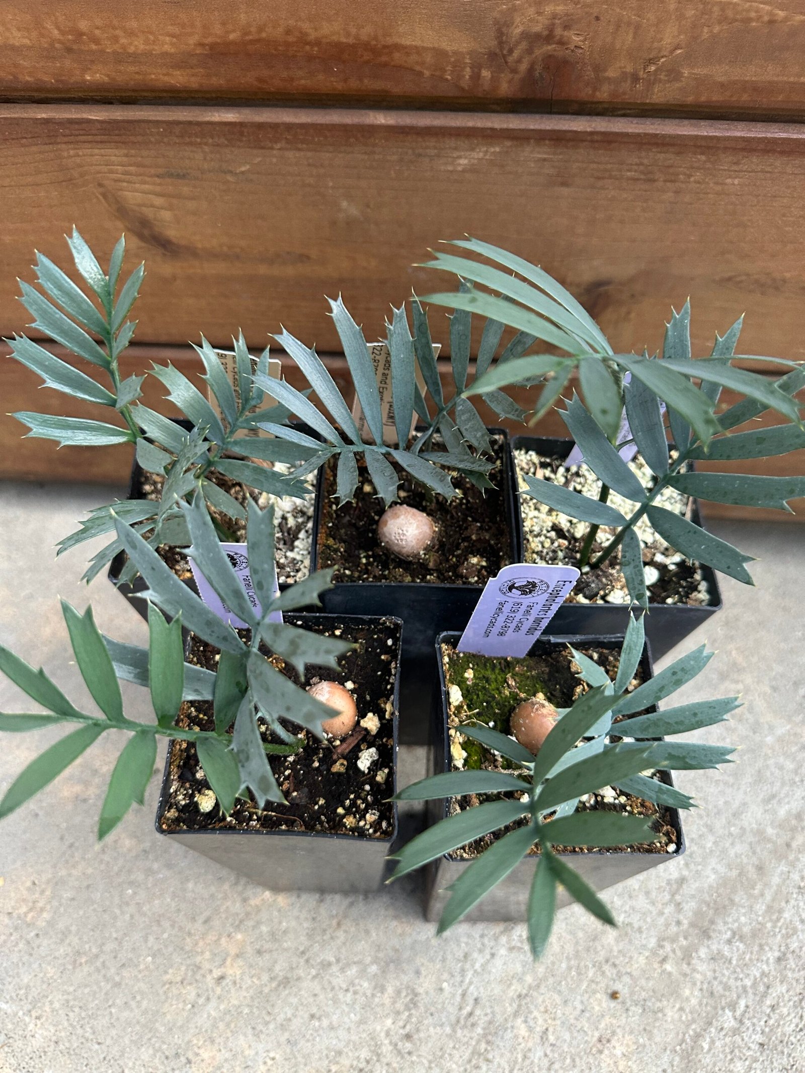 Encephalartos horridus - Eastern Cape Blue Cycad - seedling 1 year old - Image 3