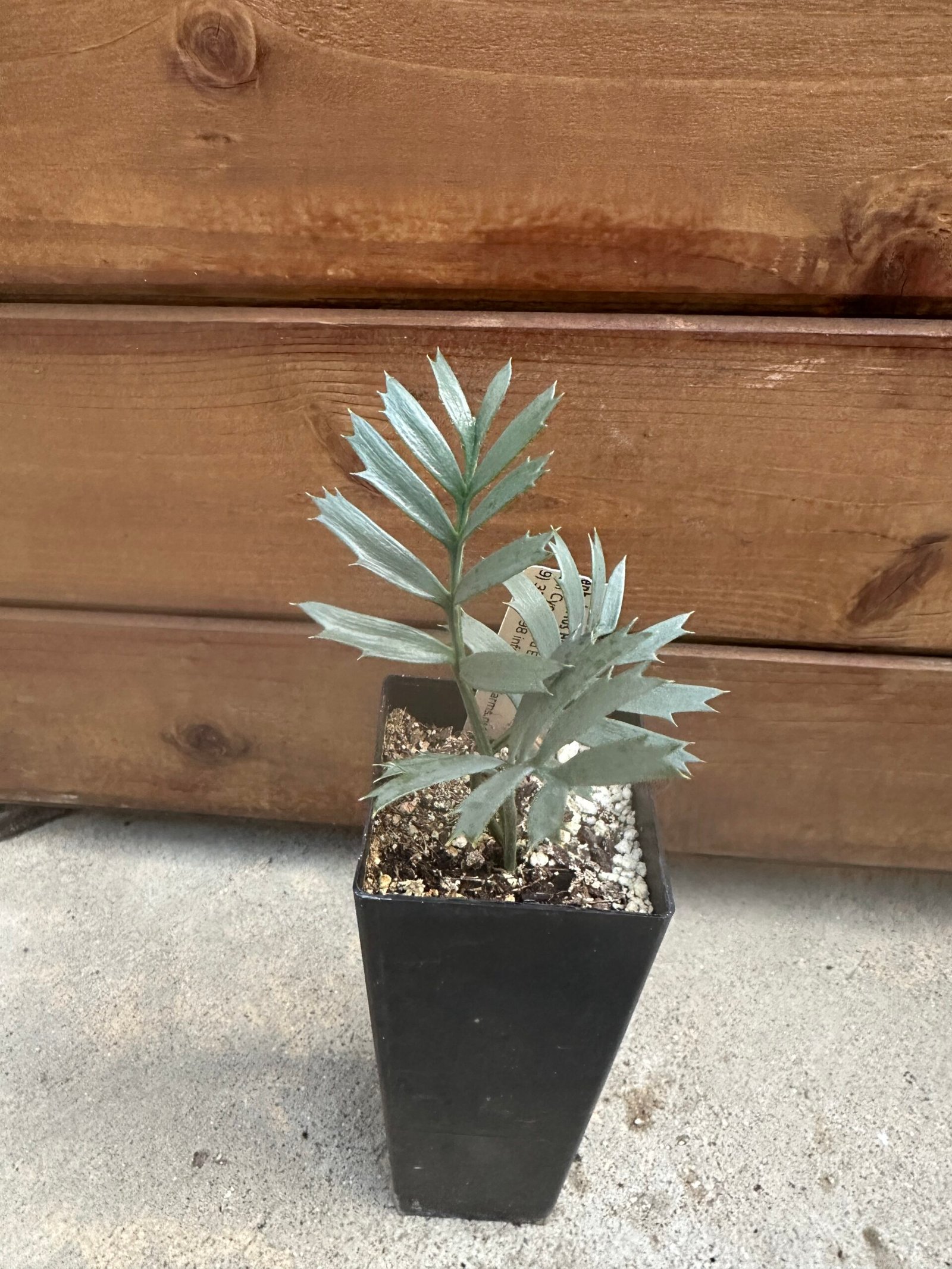 Encephalartos horridus - Eastern Cape Blue Cycad - seedling 1 year old - Image 4