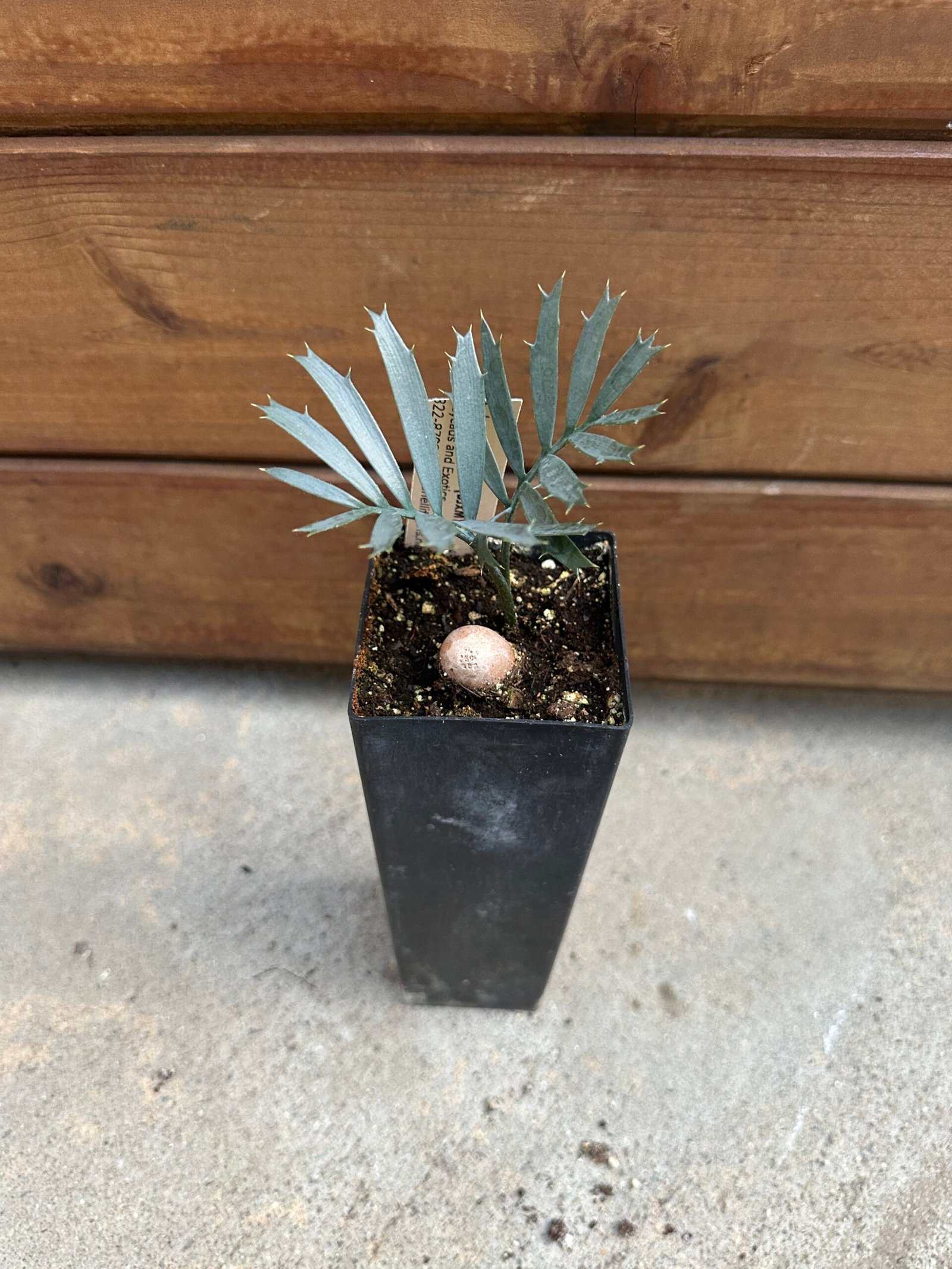 Encephalartos horridus - Eastern Cape Blue Cycad - seedling 1 year old - Image 5