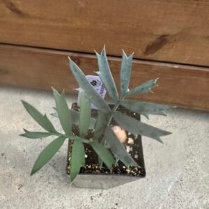 Encephalartos horridus - Eastern Cape Blue Cycad - seedling 1 year old