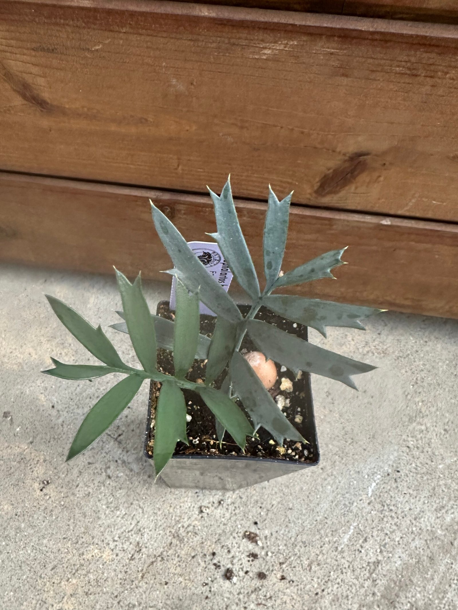 Encephalartos horridus - Eastern Cape Blue Cycad - seedling 1 year old