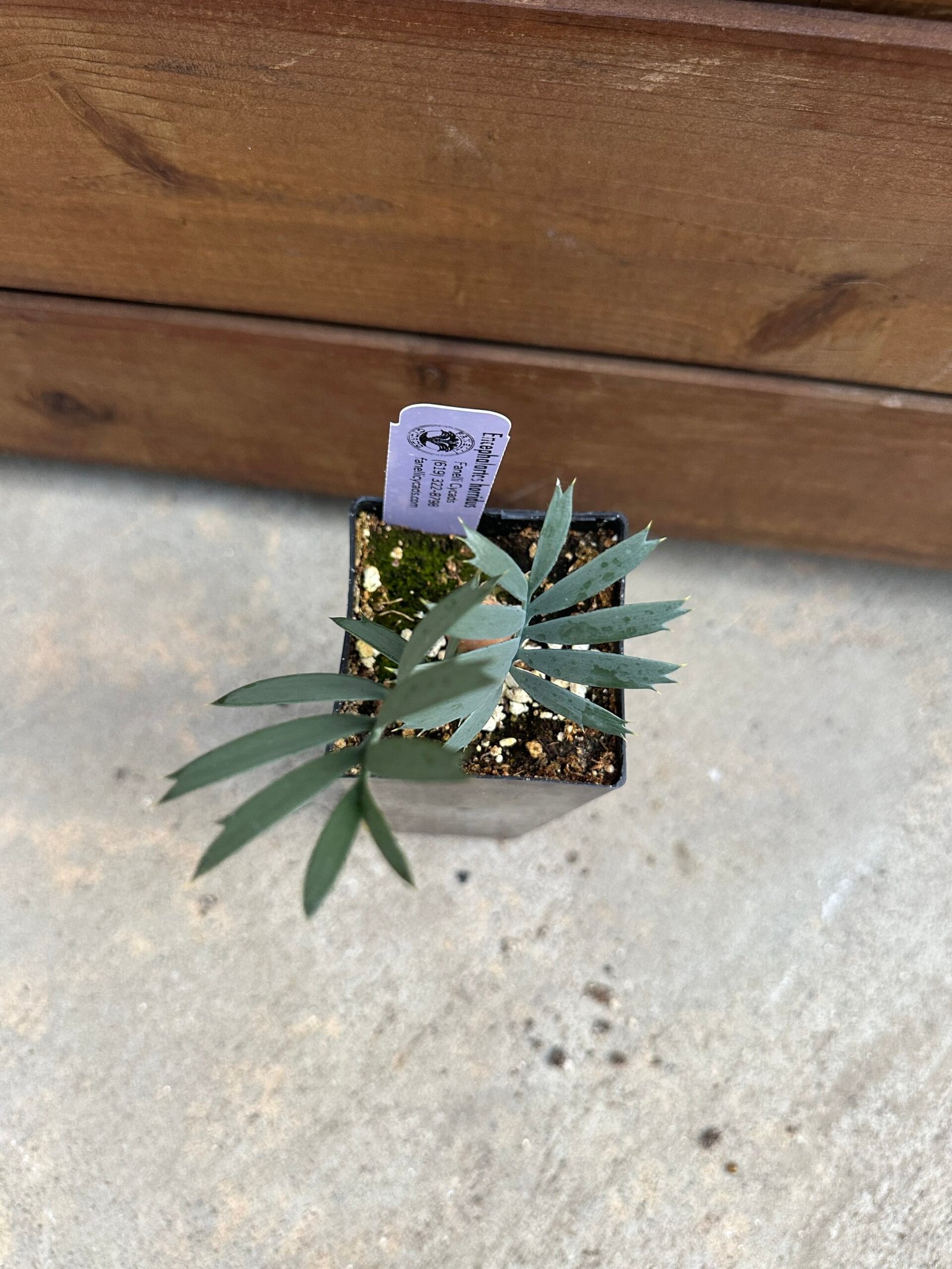 Encephalartos horridus - Eastern Cape Blue Cycad - seedling 1 year old - Image 8