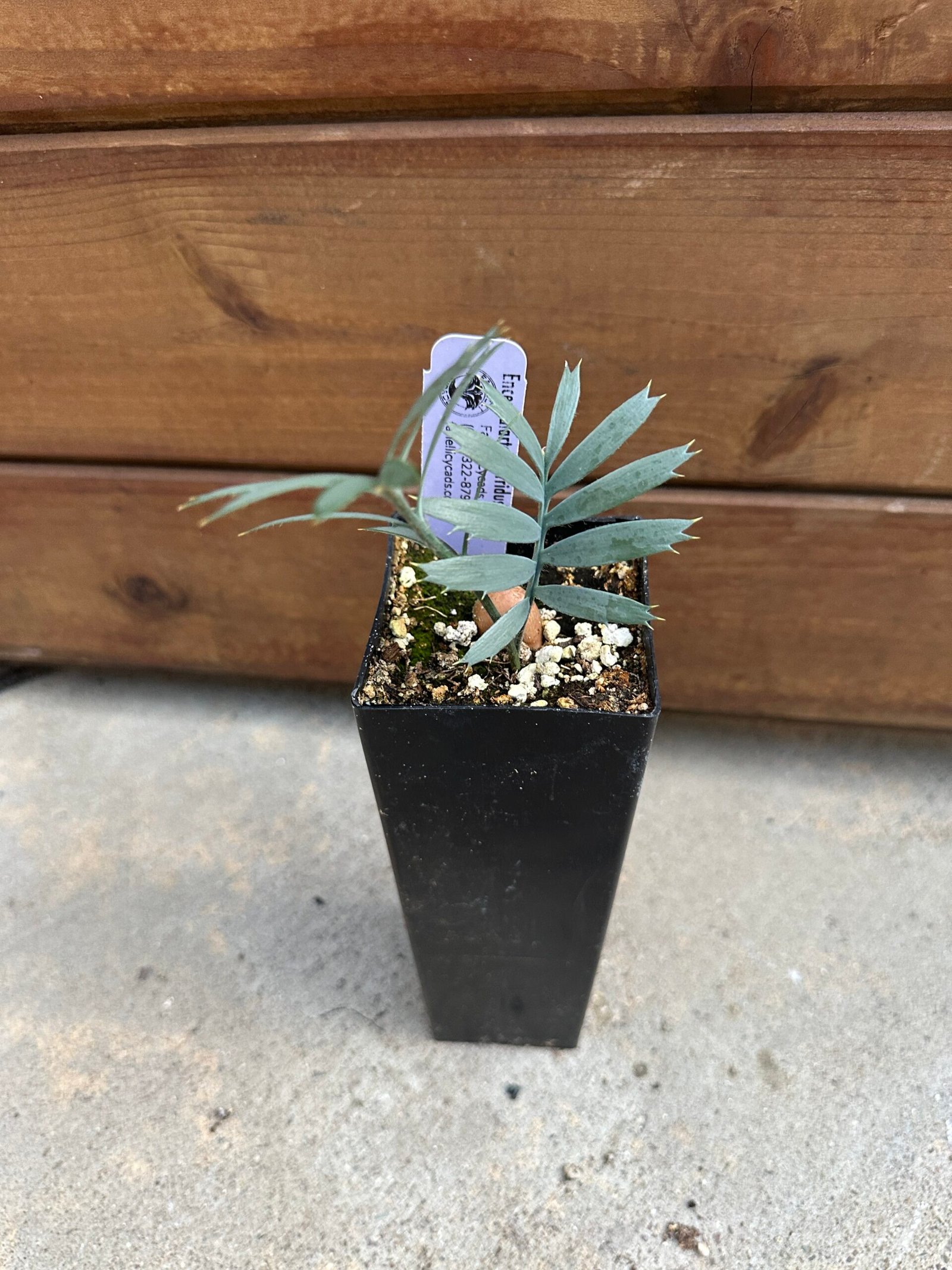 Encephalartos horridus - Eastern Cape Blue Cycad - seedling 1 year old - Image 9