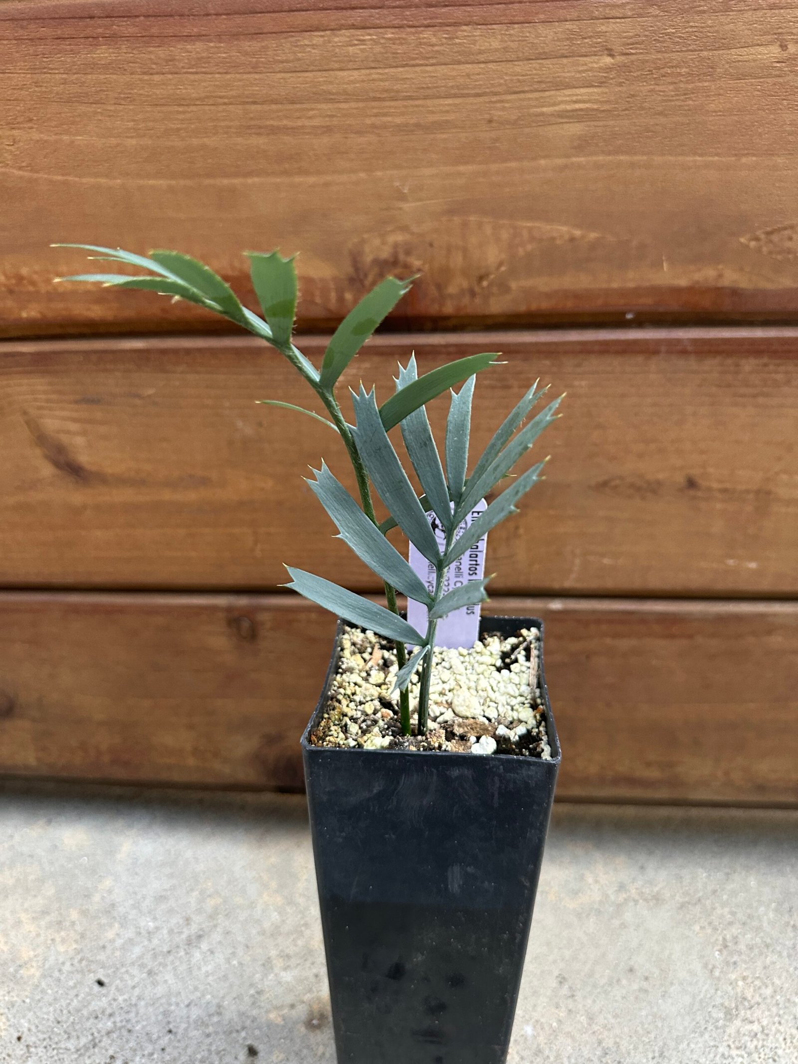 Encephalartos horridus - Eastern Cape Blue Cycad - seedling 1 year old - Image 10