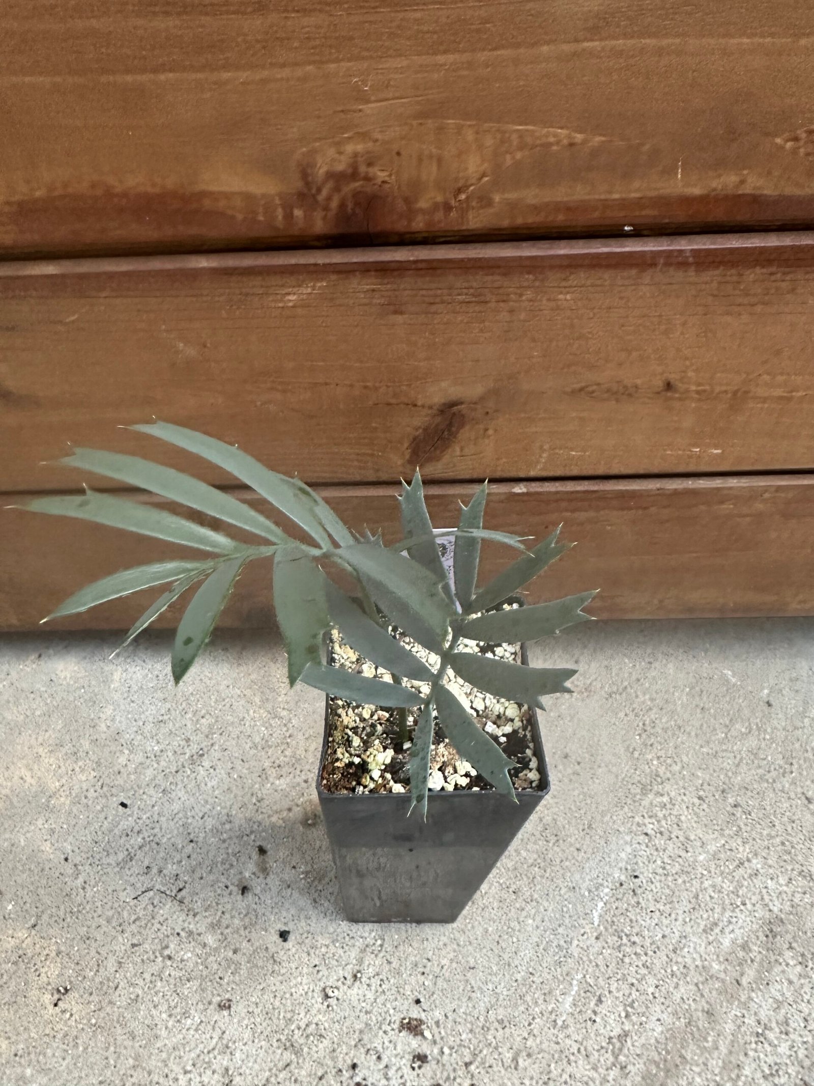 Encephalartos horridus - Eastern Cape Blue Cycad - seedling 1 year old - Image 11