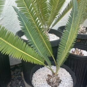 Dioon edule - Cycad - 3-4" caudex
