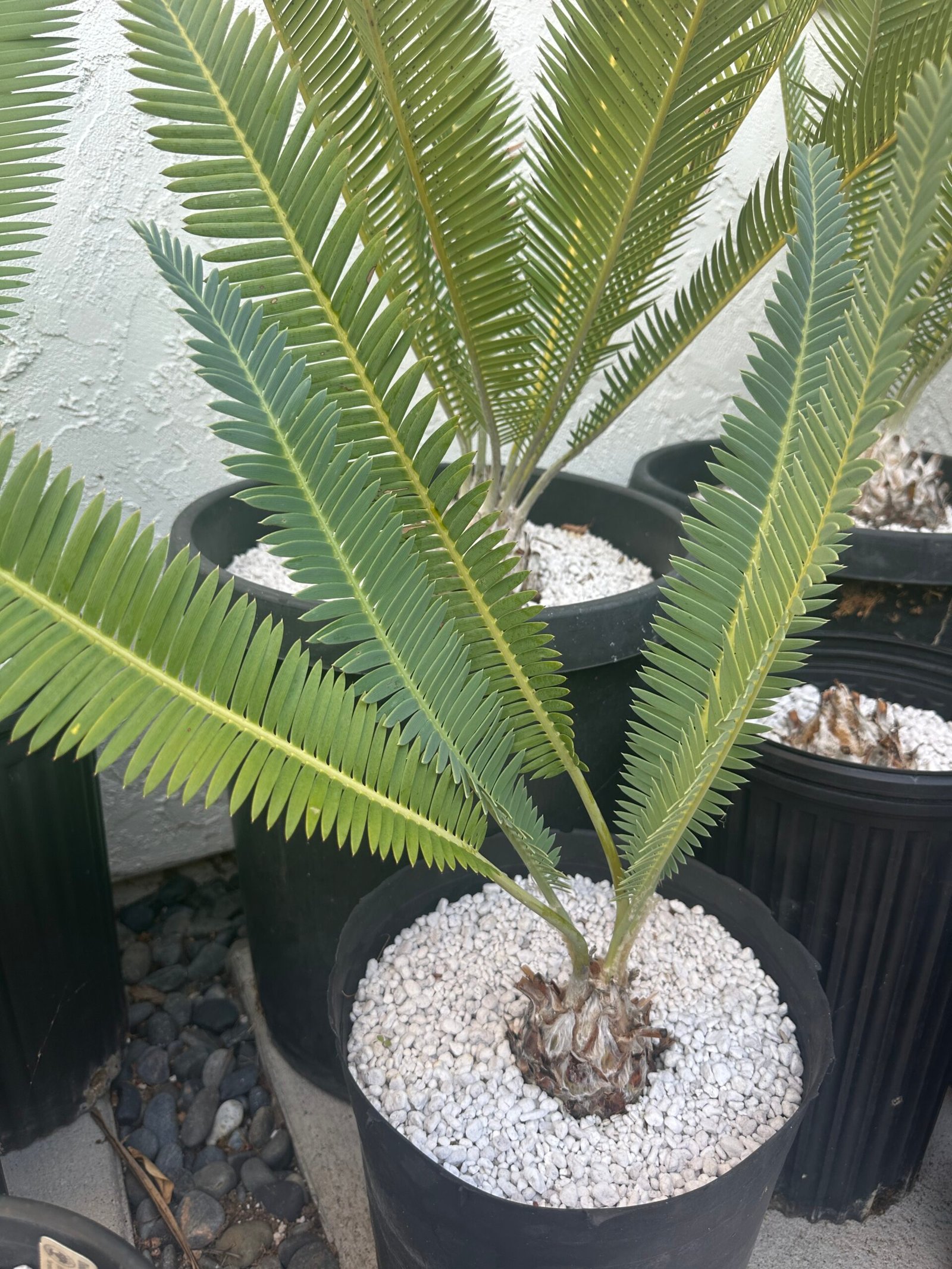 Dioon edule - Cycad - 3-4" caudex