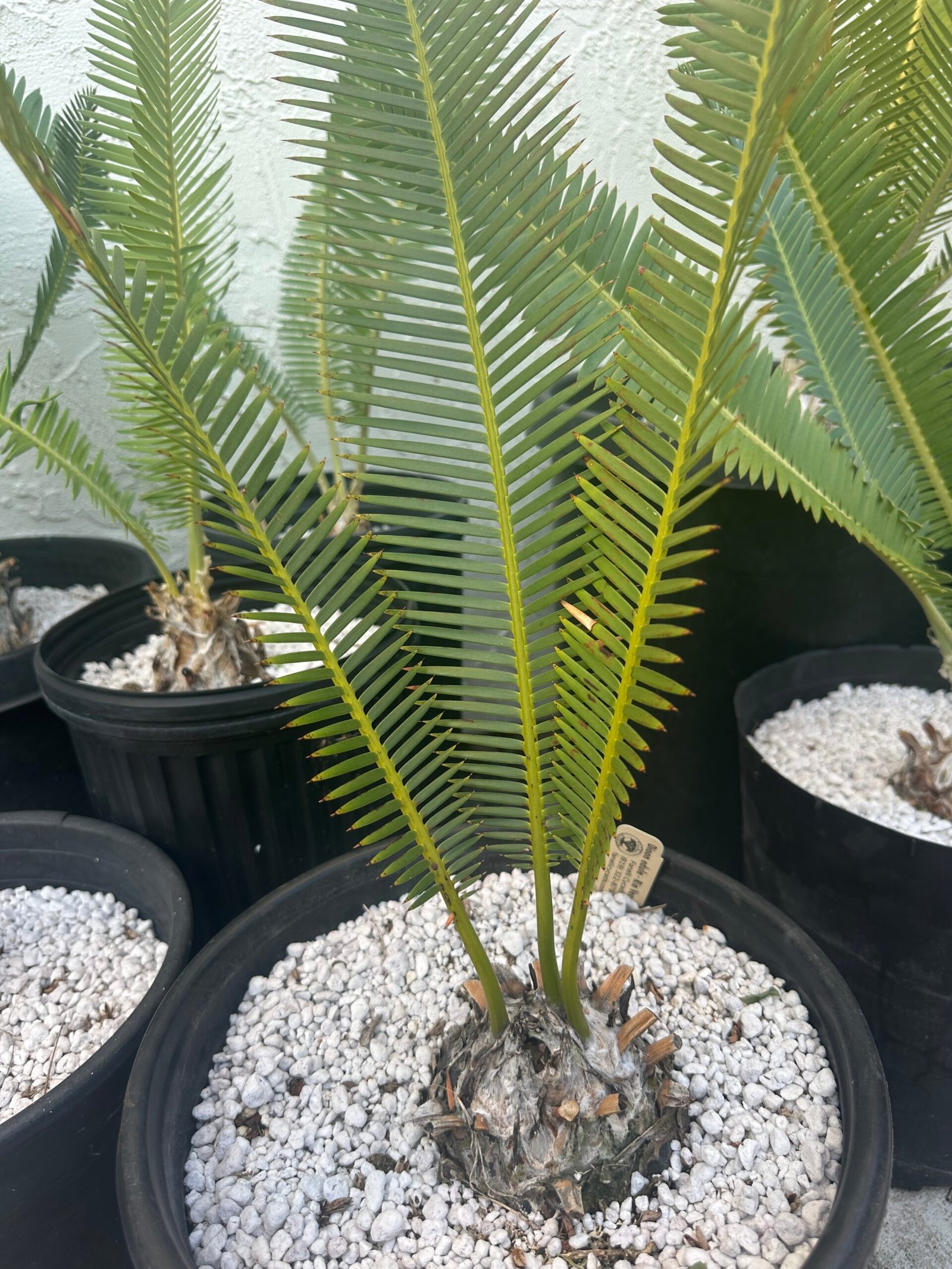 Dioon edule - Cycad - 3-4" caudex - Image 3