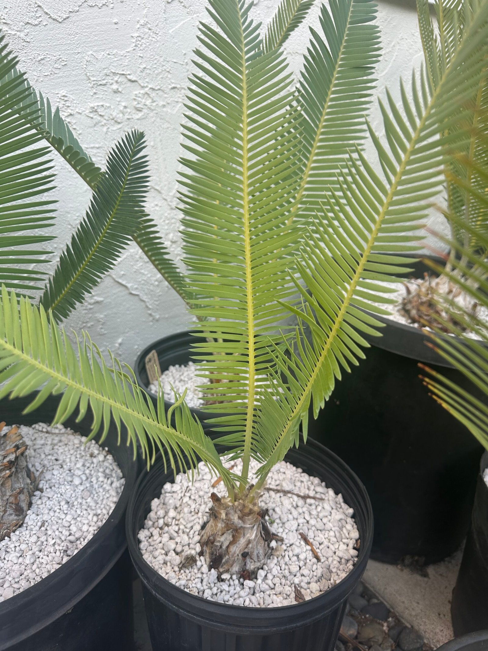 Dioon edule - Cycad - 3-4" caudex - Image 4