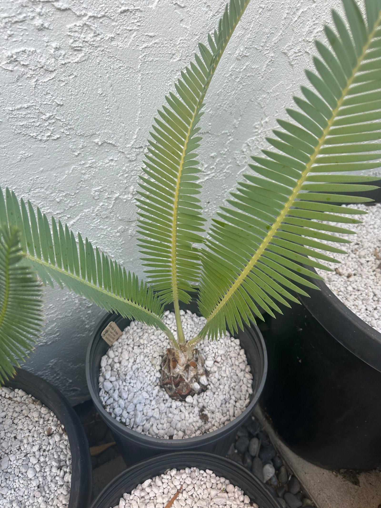 Dioon edule - Cycad - 3-4" caudex - Image 5