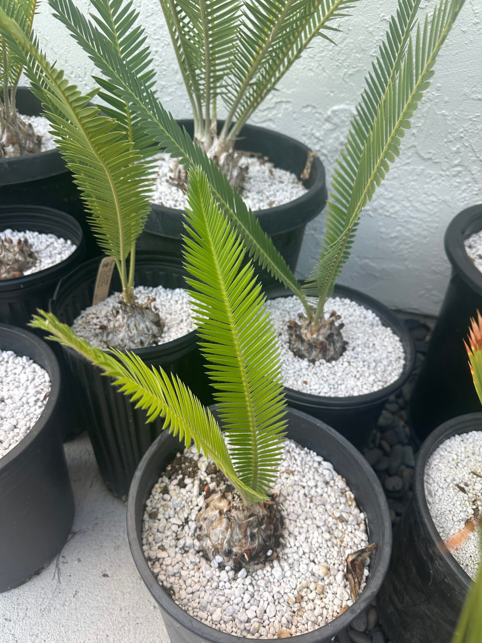 Dioon edule - Cycad - 3-4" caudex - Image 6