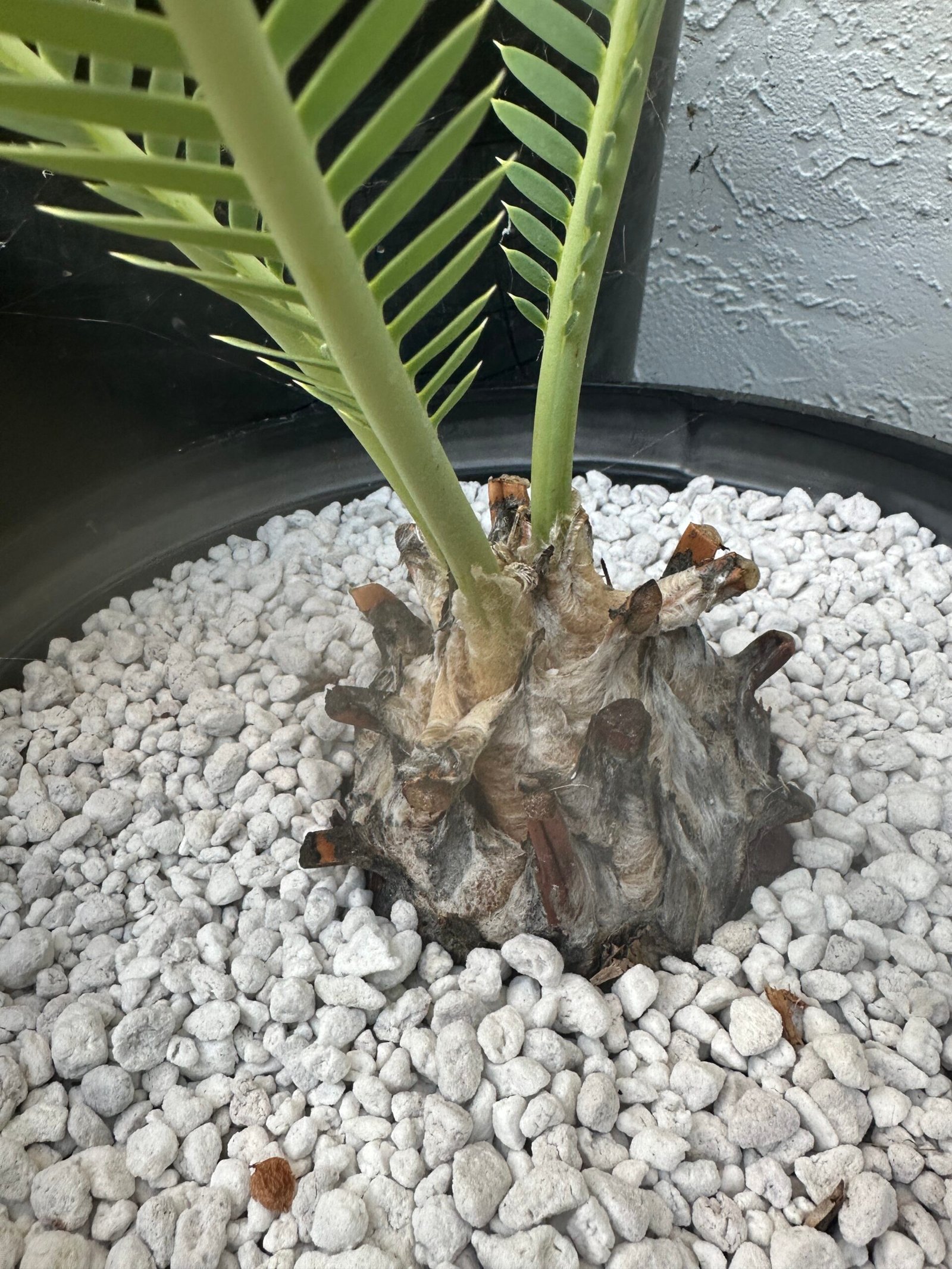 Dioon edule - Cycad - 3-4" caudex - Image 7