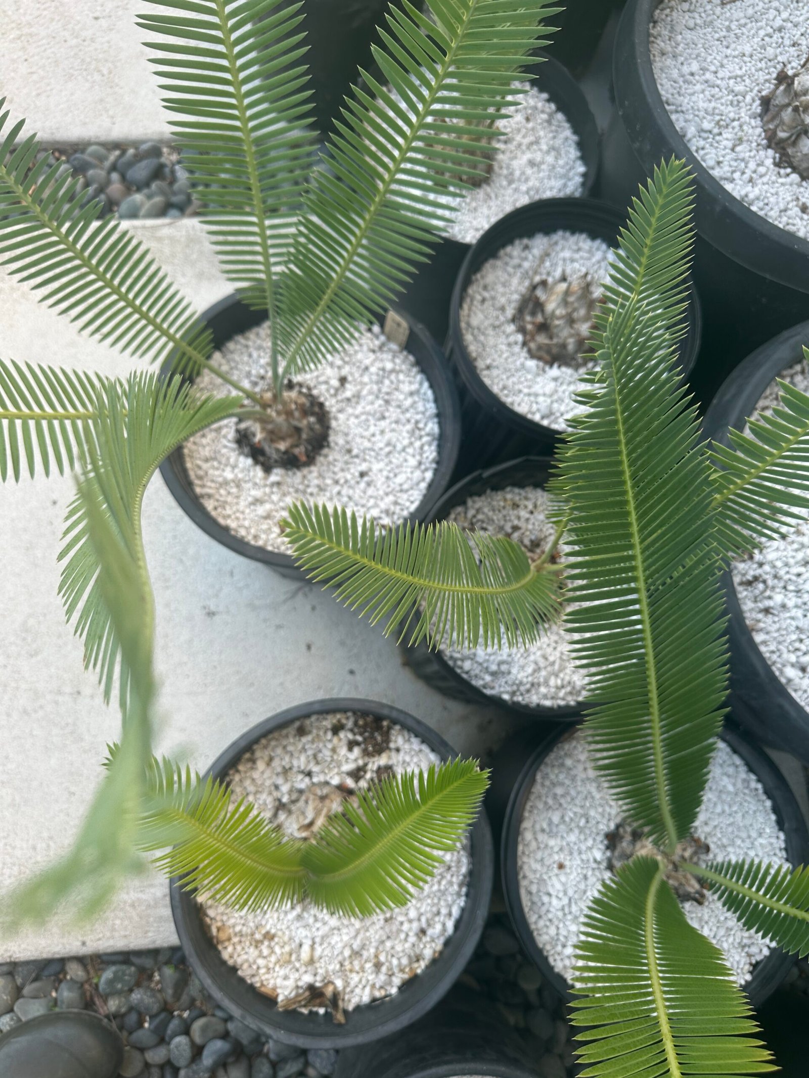 Dioon edule - Cycad - 3-4" caudex - Image 8