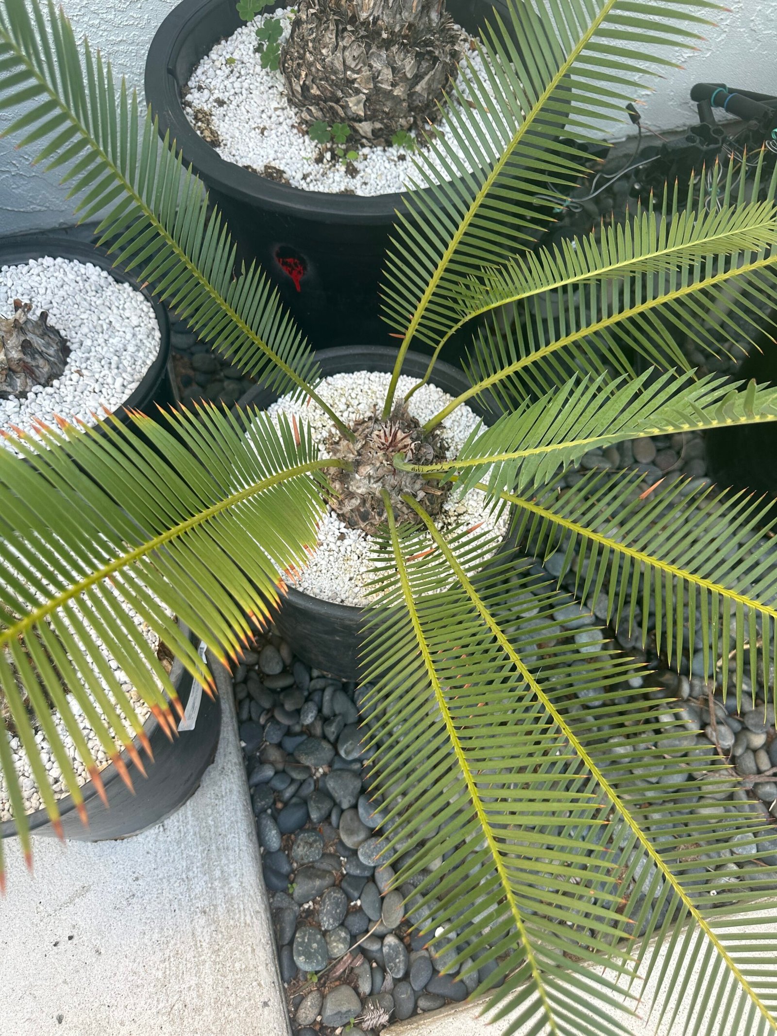 Dioon edule - Cycad - 4-5" caudex - Image 2
