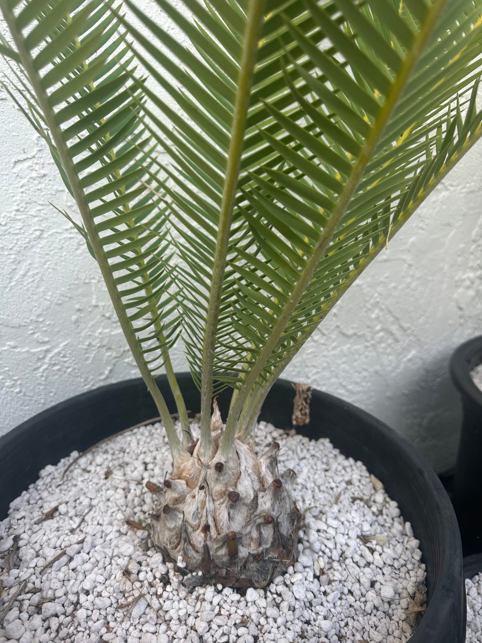 Dioon edule - Cycad - 4-5" caudex - Image 3