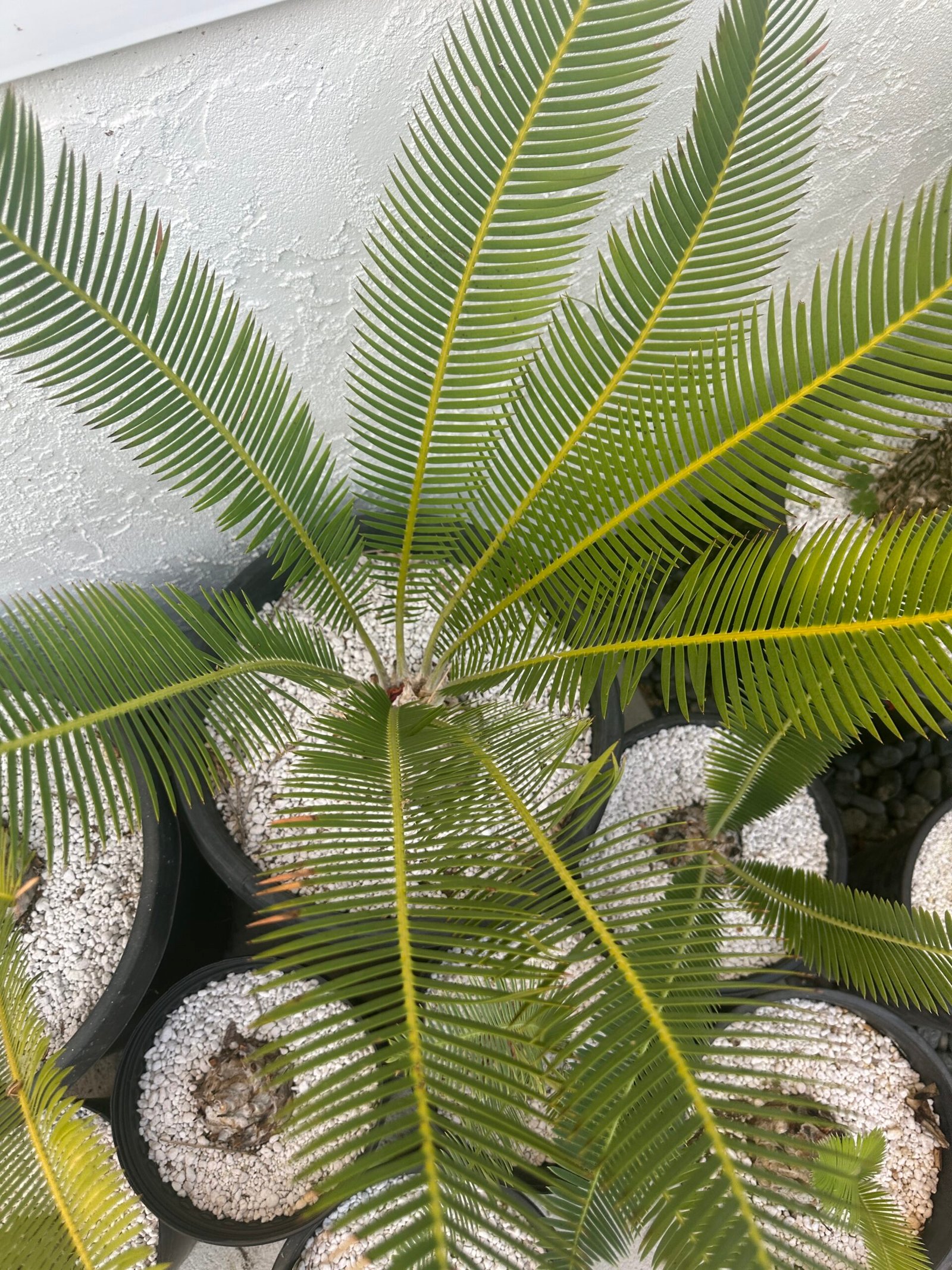 Dioon edule - Cycad - 4-5" caudex - Image 4