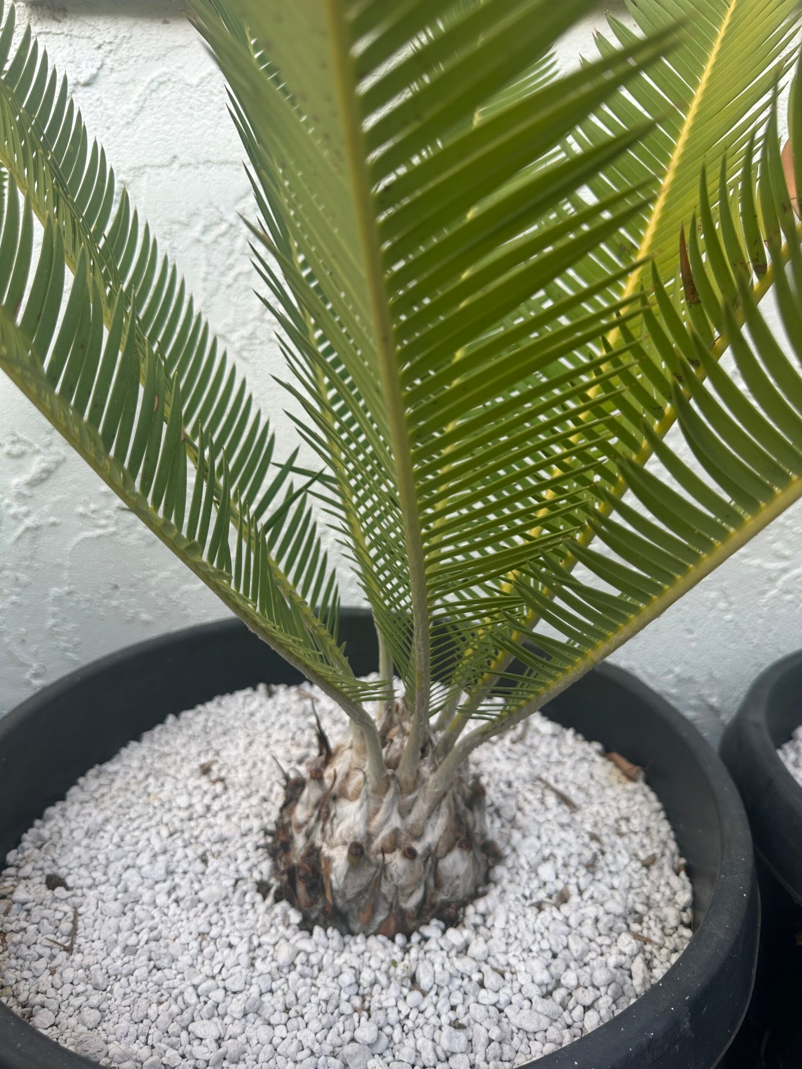 Dioon edule - Cycad - 4-5" caudex - Image 5