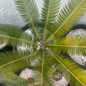 Dioon edule - Cycad - 4-5" caudex