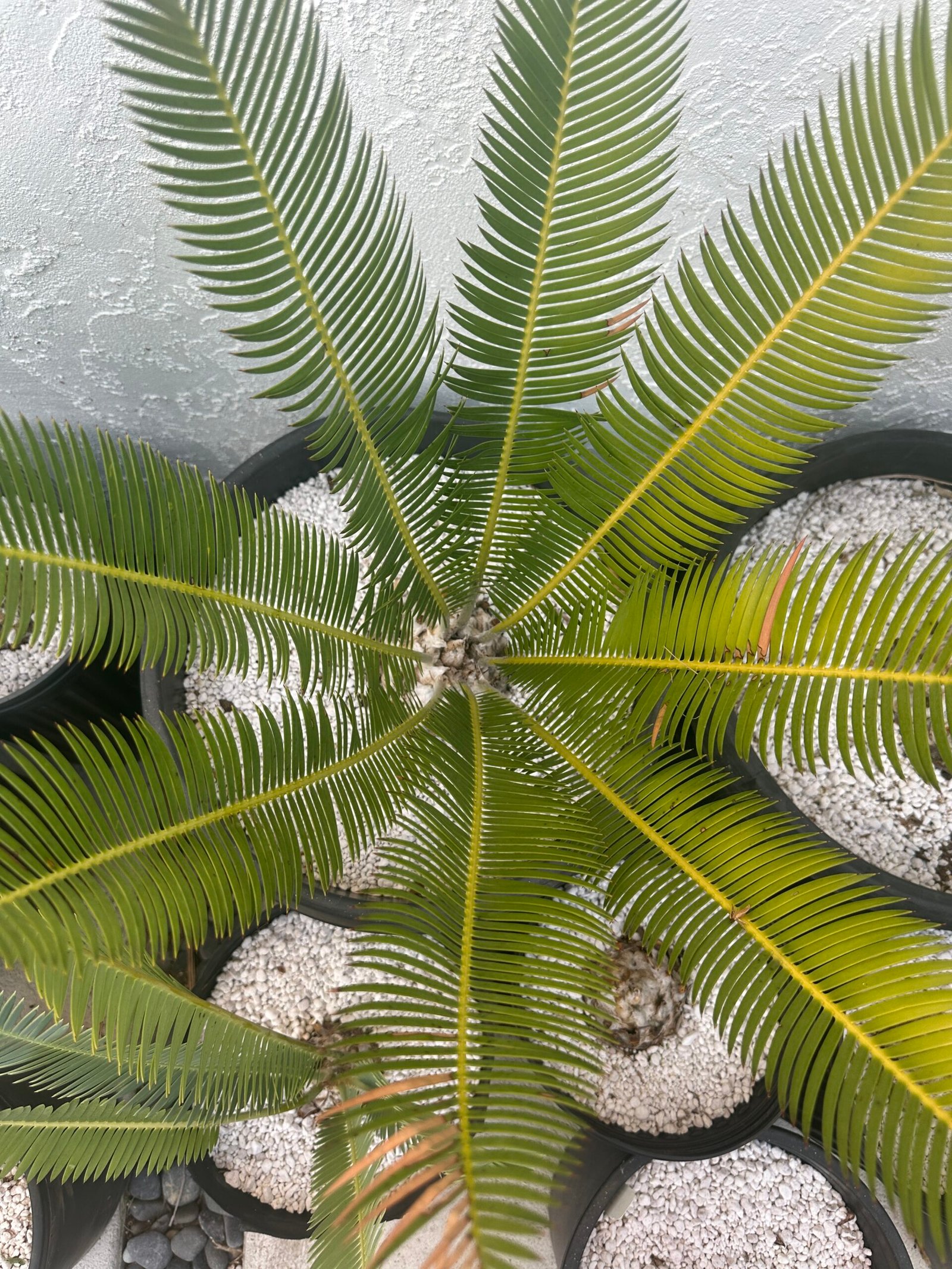 Dioon edule - Cycad - 4-5" caudex