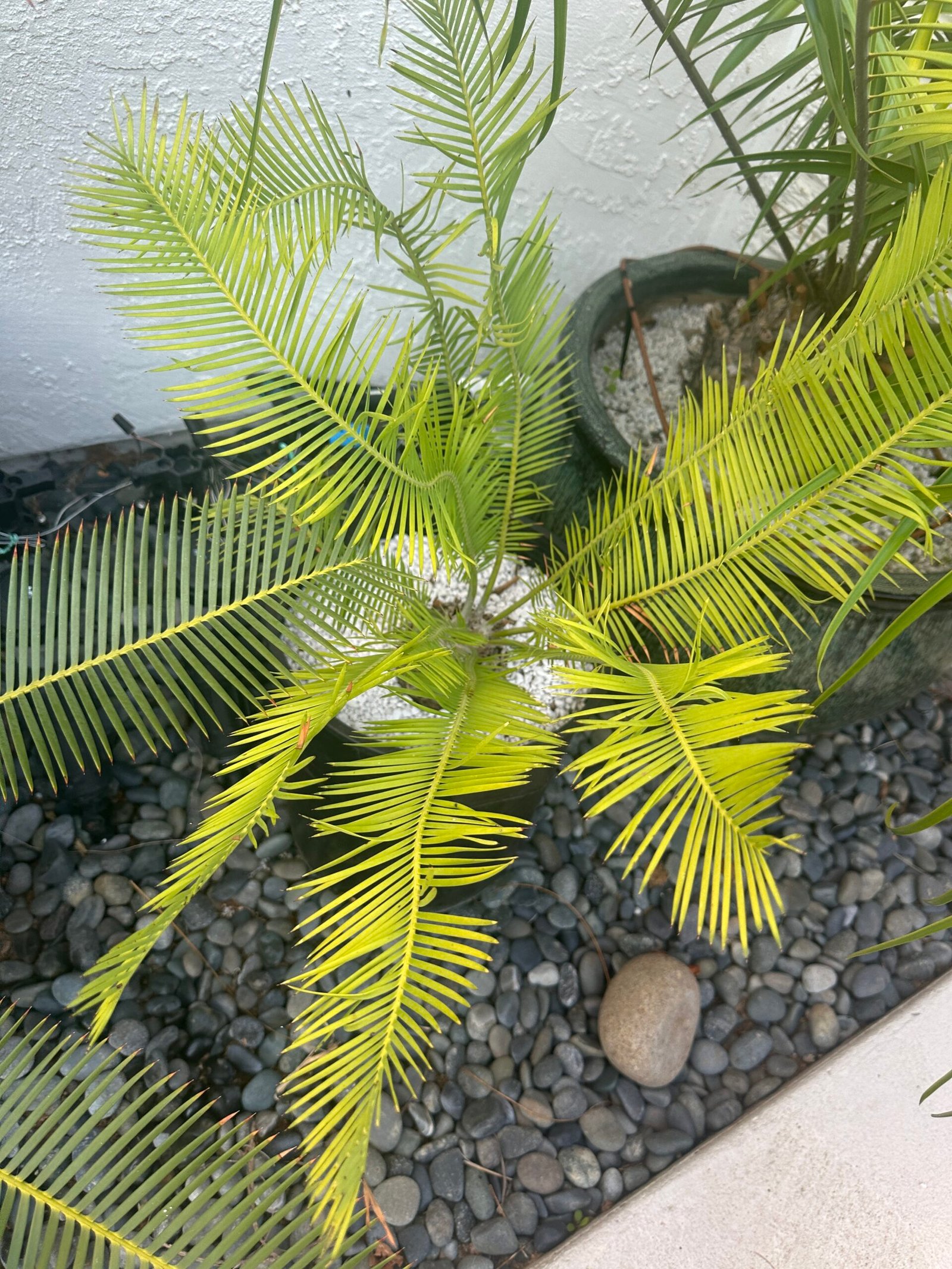 Dioon angustifolium - Cycad - 4-5" caudex - Image 2