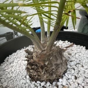 Dioon angustifolium - Cycad - 4-5" caudex