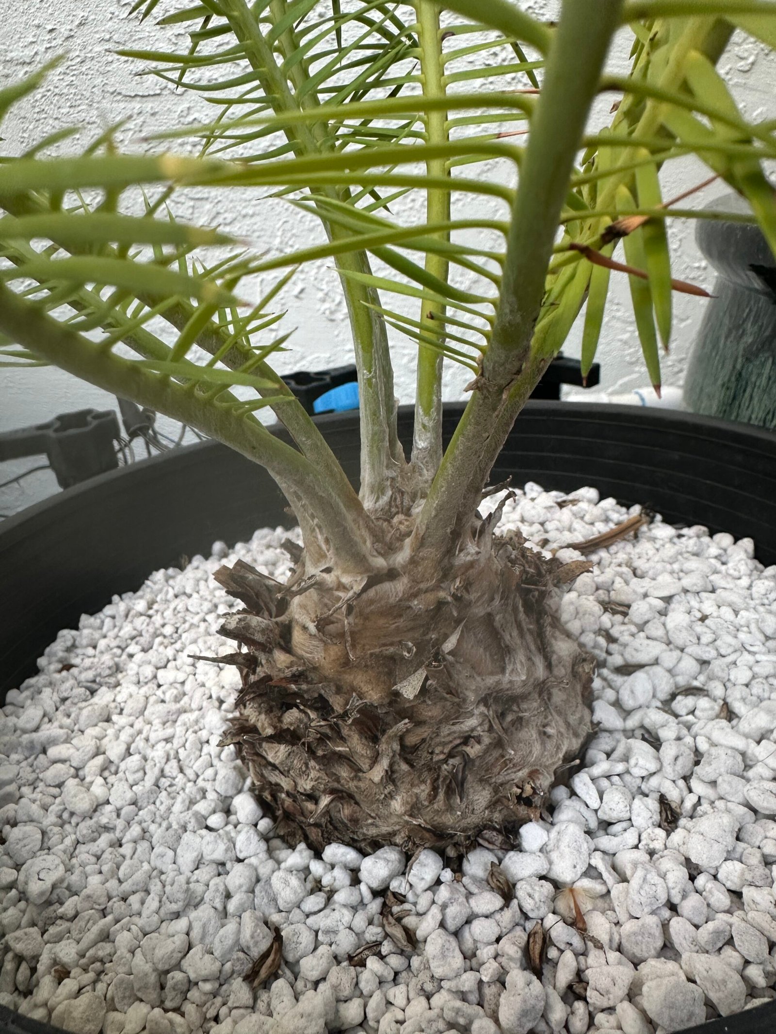 Dioon angustifolium - Cycad - 4-5" caudex
