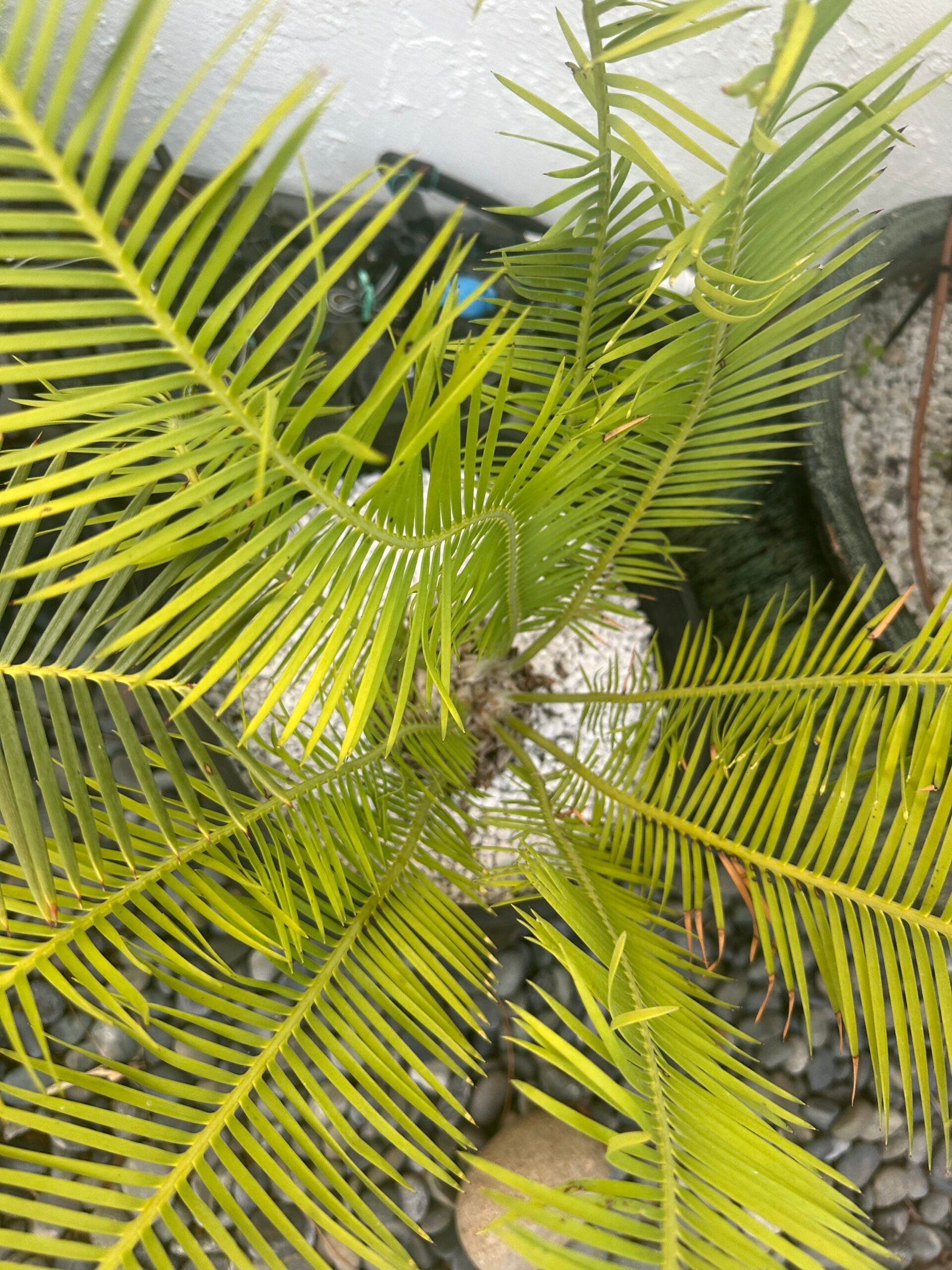 Dioon angustifolium - Cycad - 4-5" caudex - Image 4