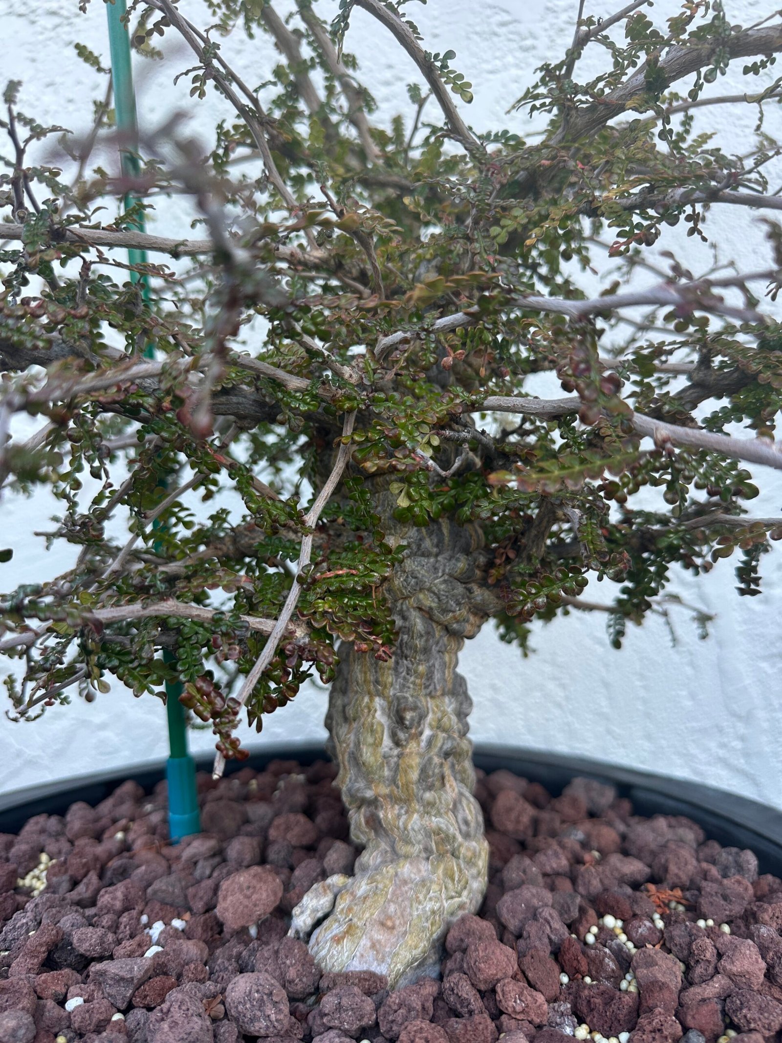 Operculicarya decaryi - 4 years old - Image 10