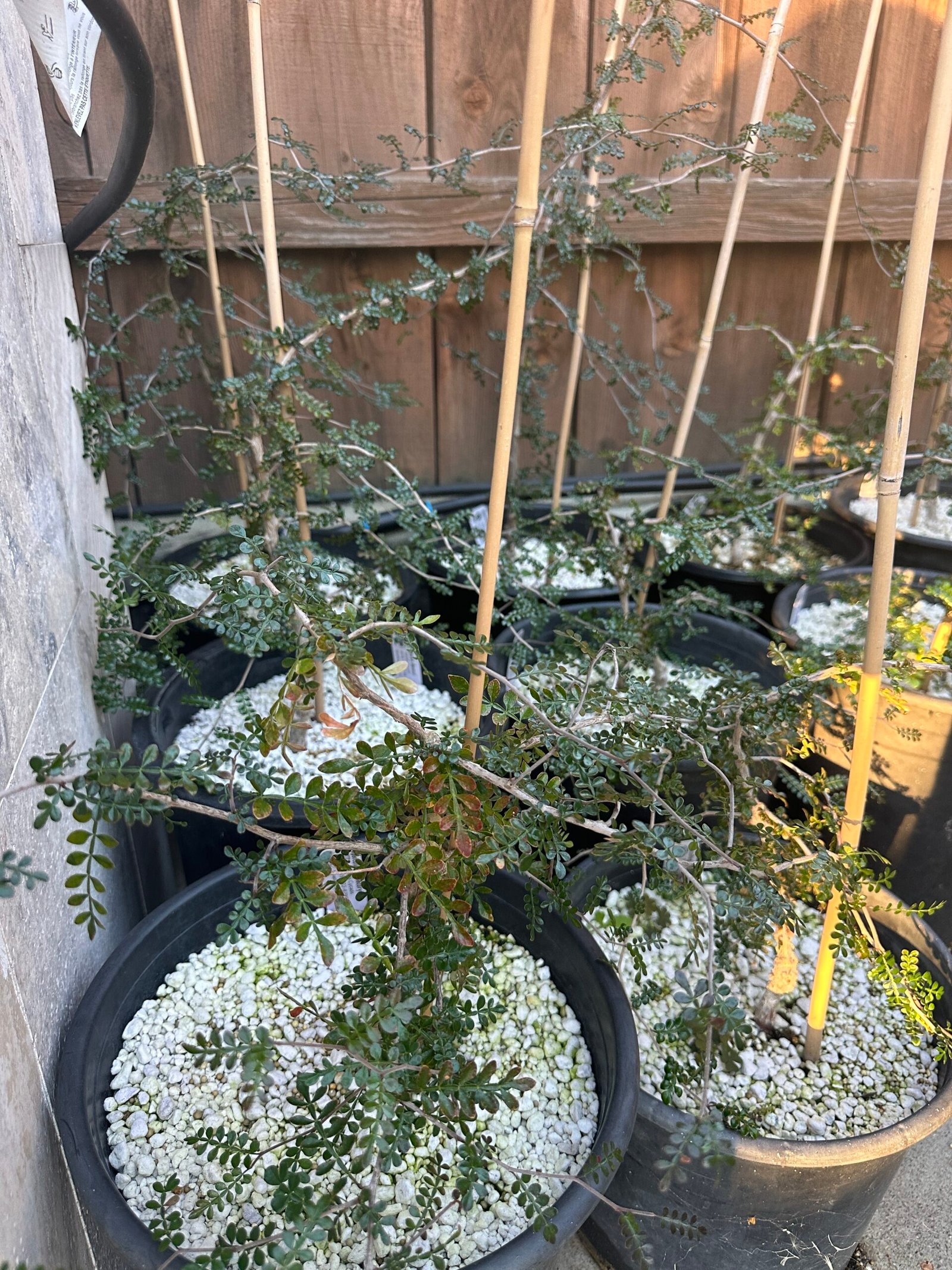 Operculicarya decaryi - 4 years old - Image 5