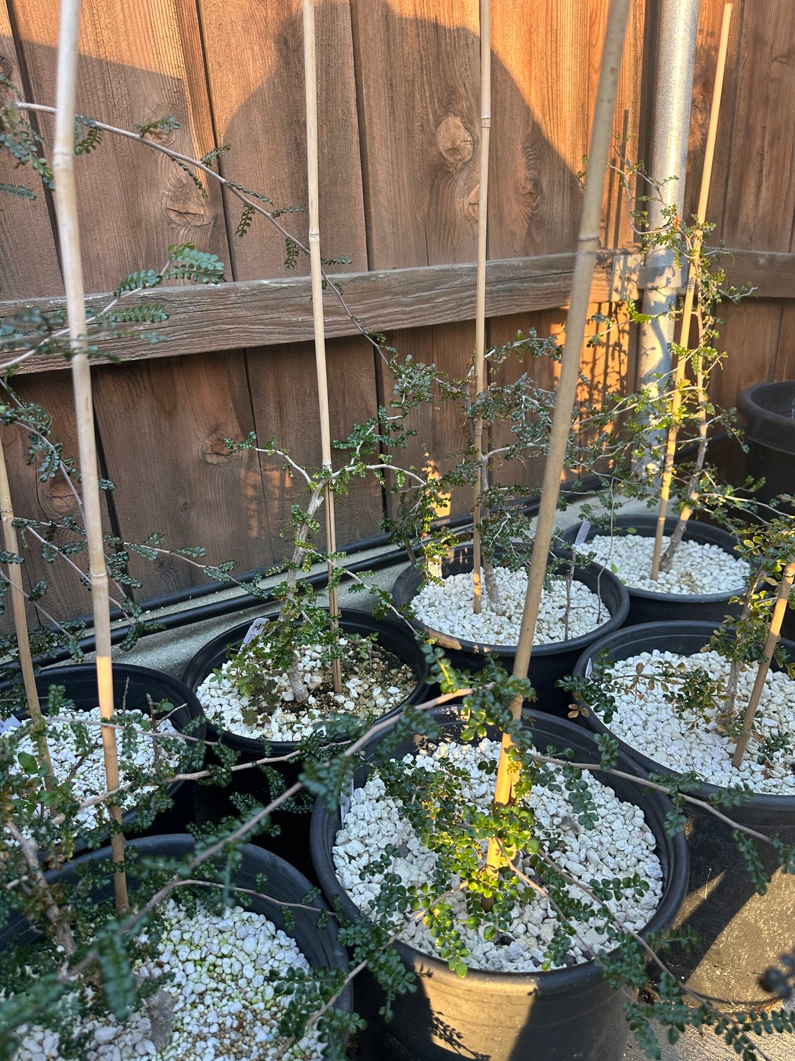 Operculicarya decaryi - 4 years old - Image 3