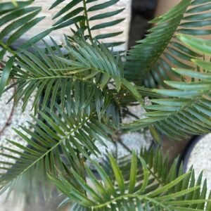 Encephalartos natalensis - Natal Giant Cycad - multi-caudex clump