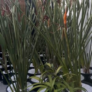 Strelitzia juncea - narrow leaf bird of paradise - large