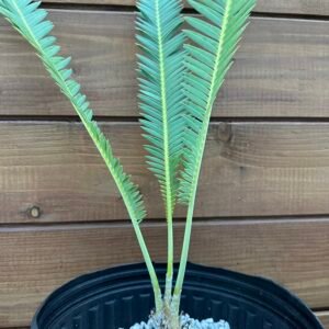 Dioon edule - Chestnut Dioon - 3" caudex