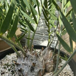 Encephalartos eugene-maraisii - Waterberg Cycad - RARE COLLECTORS SPECIMEN - 5" main caudex w/ multiple offsets