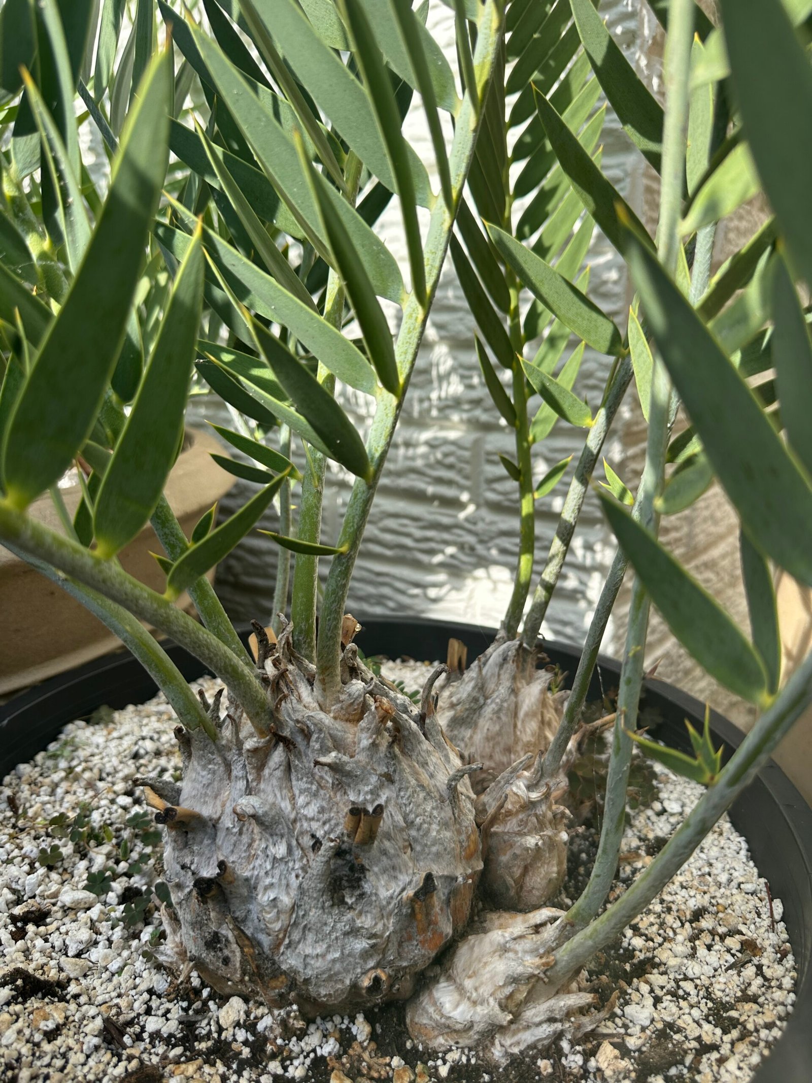 Encephalartos eugene-maraisii - Waterberg Cycad - RARE COLLECTORS SPECIMEN - 5" main caudex w/ multiple offsets