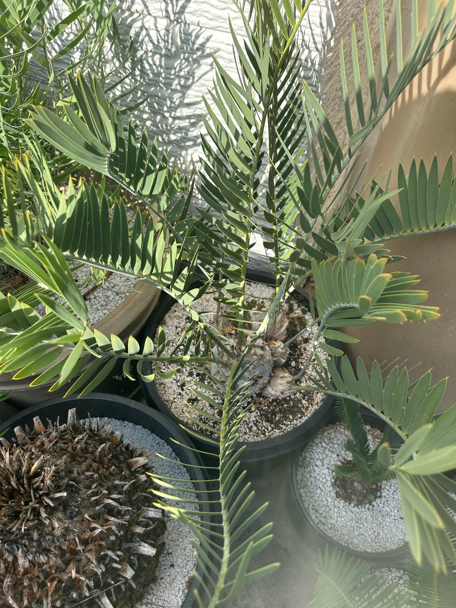 Encephalartos eugene-maraisii - Waterberg Cycad - RARE COLLECTORS SPECIMEN - 5" main caudex w/ multiple offsets - Image 2