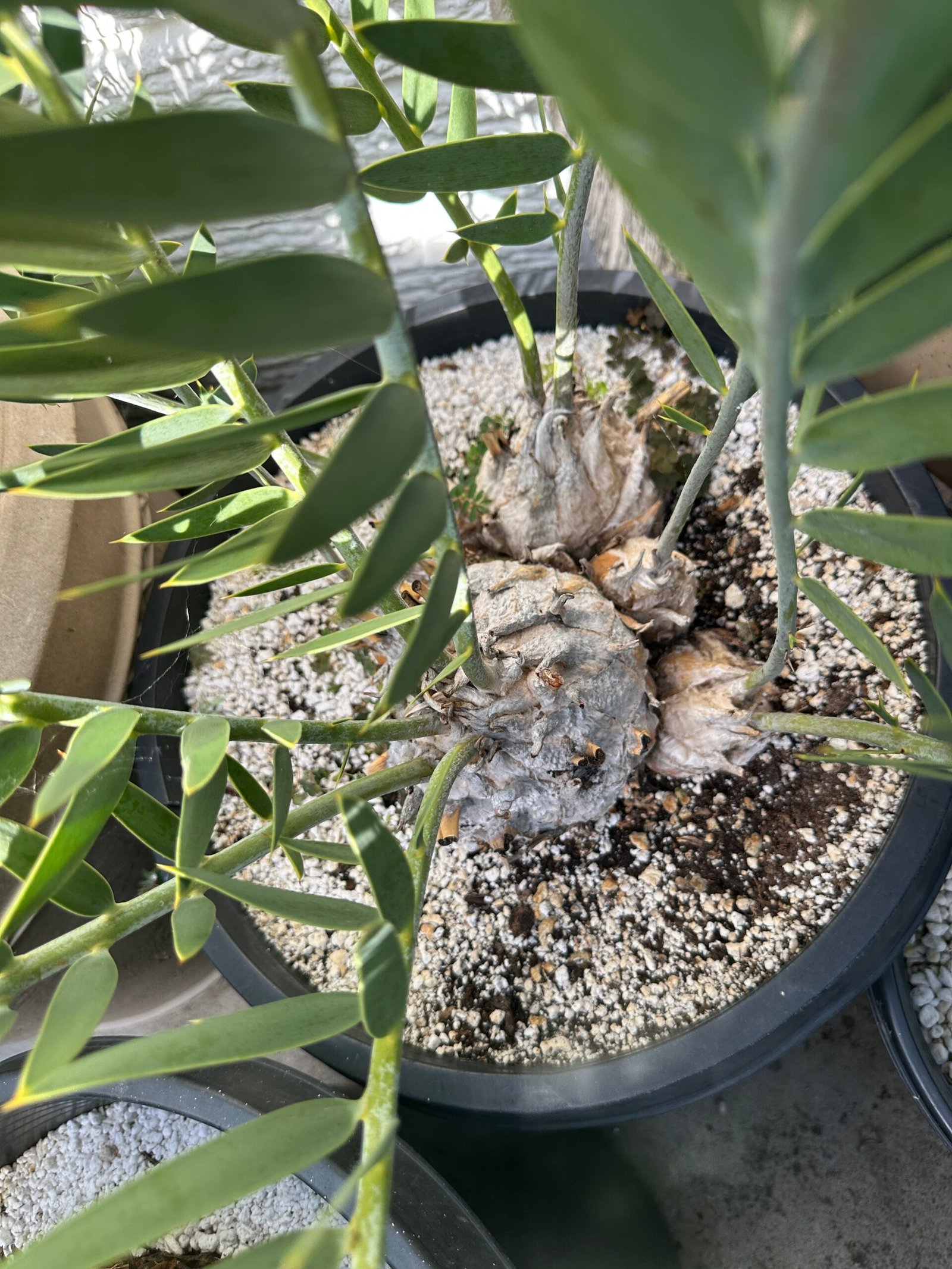 Encephalartos eugene-maraisii - Waterberg Cycad - RARE COLLECTORS SPECIMEN - 5" main caudex w/ multiple offsets - Image 4