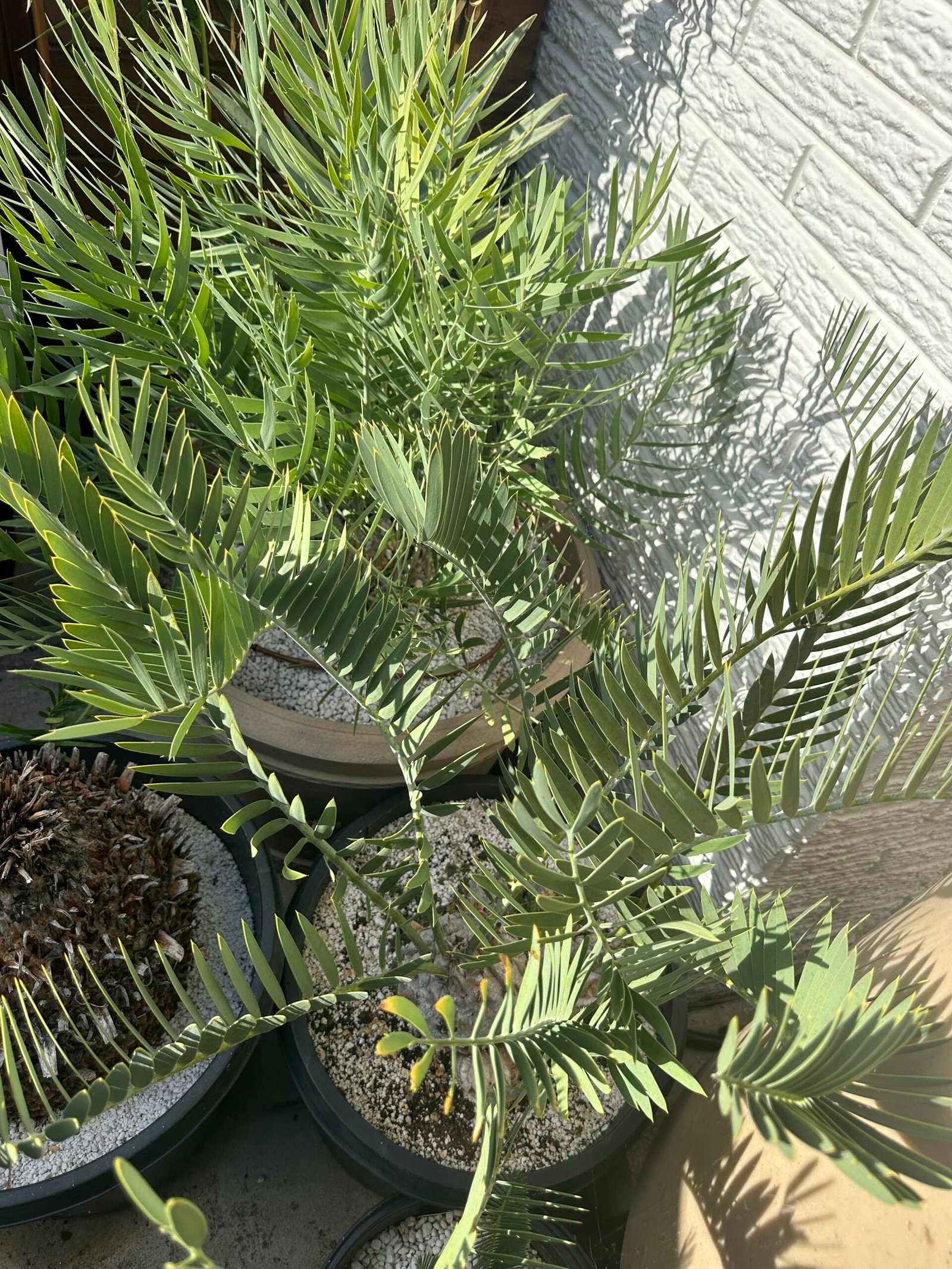 Encephalartos eugene-maraisii - Waterberg Cycad - RARE COLLECTORS SPECIMEN - 5" main caudex w/ multiple offsets - Image 3