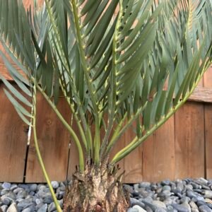 Encephalartos dolomiticus - Wolkberg Cycad - ULTRA RARE COLLECTORS SPECIMEN - 9" caudex w/ 2-3" pup
