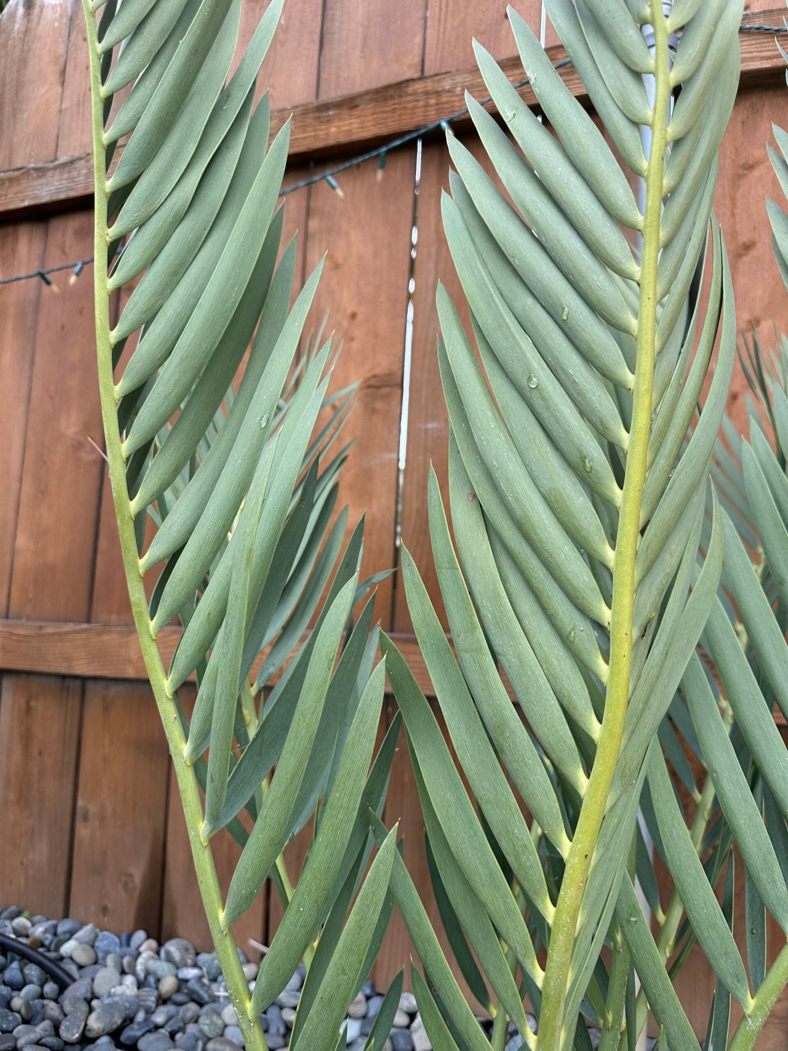 Encephalartos dolomiticus - Wolkberg Cycad - ULTRA RARE COLLECTORS SPECIMEN - 10" caudex - Image 8