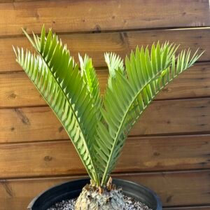 Encephalartos princeps - Kei Cycad - 5-6" caudex